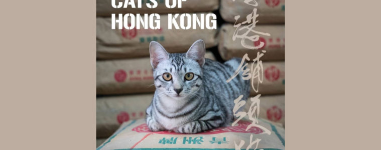 Shop Cats of Hong Kong