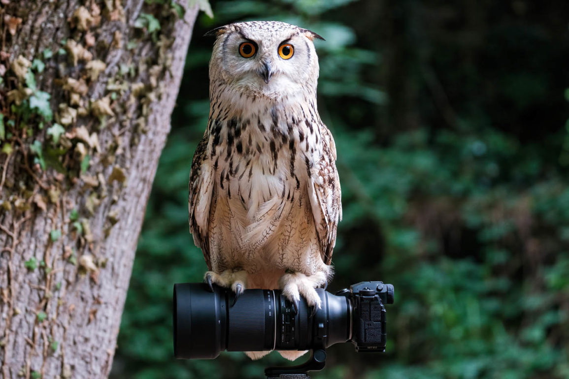 CHASING BIRDS Objektivschutz Für Tamron 150-500mm - Camouflage Regenschutz Kiefer Tarnung