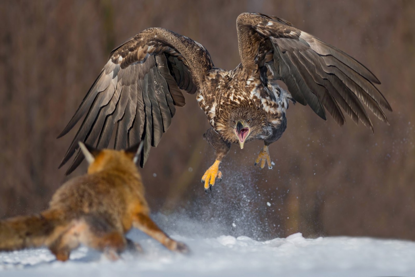 Festival de l'Oiseau et de la Nature