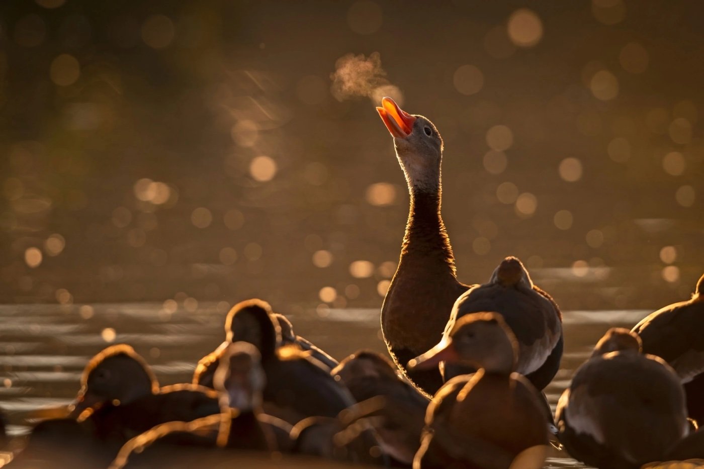 Audubon Photography Awards