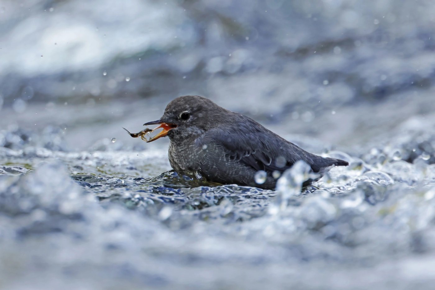 Audubon Photography Awards