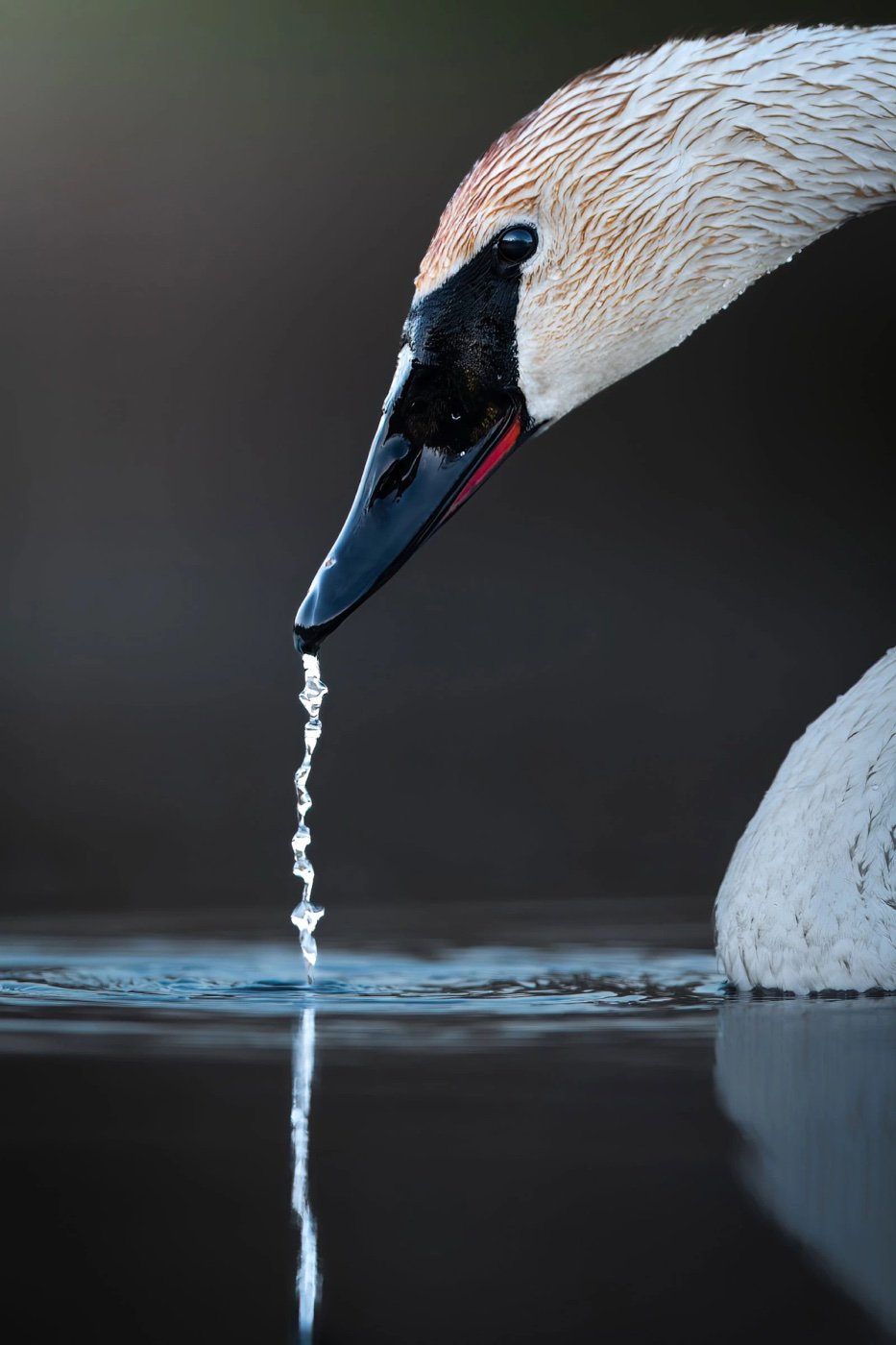 Audubon Photography Awards