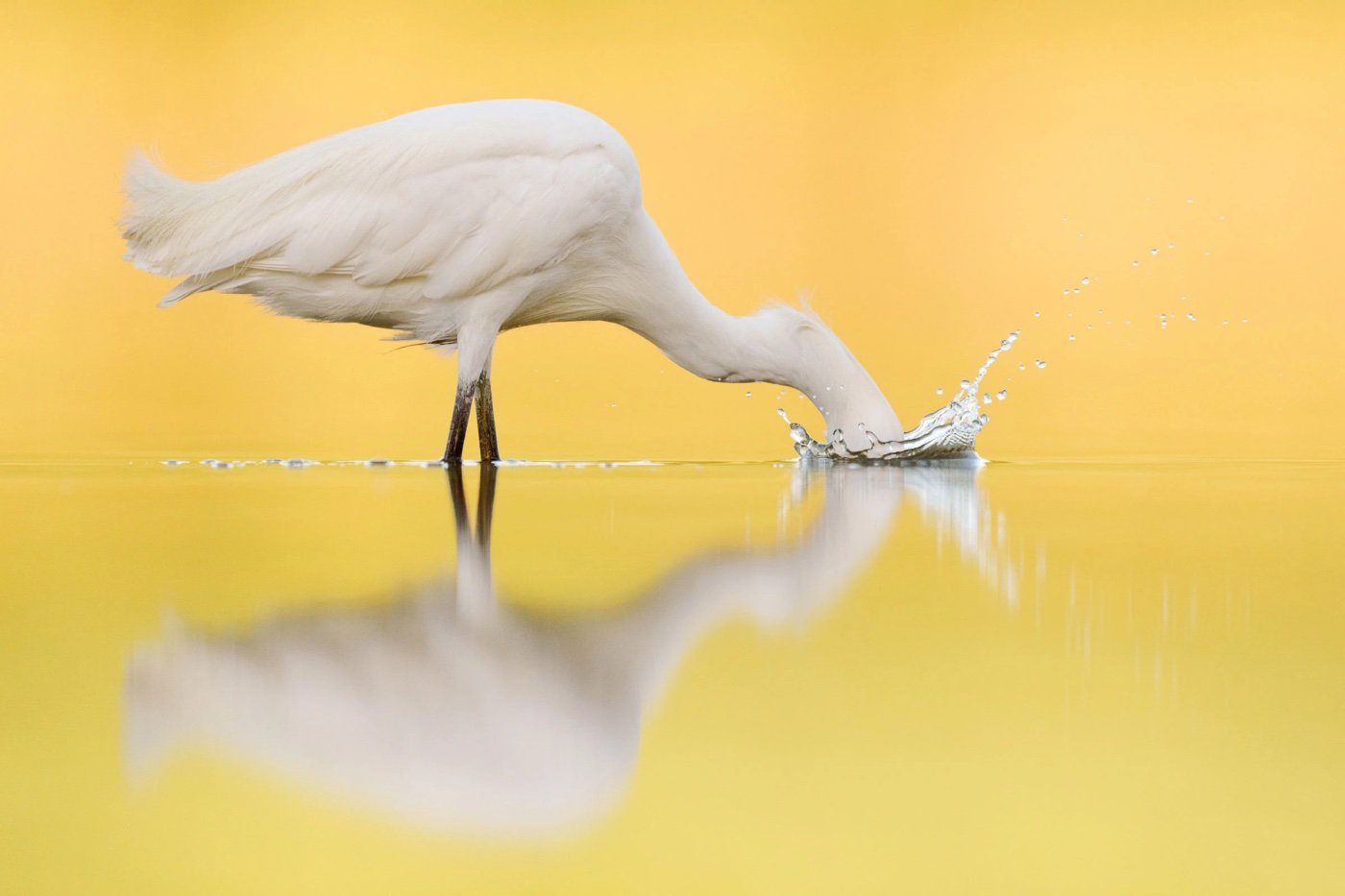 Audubon Photography Awards