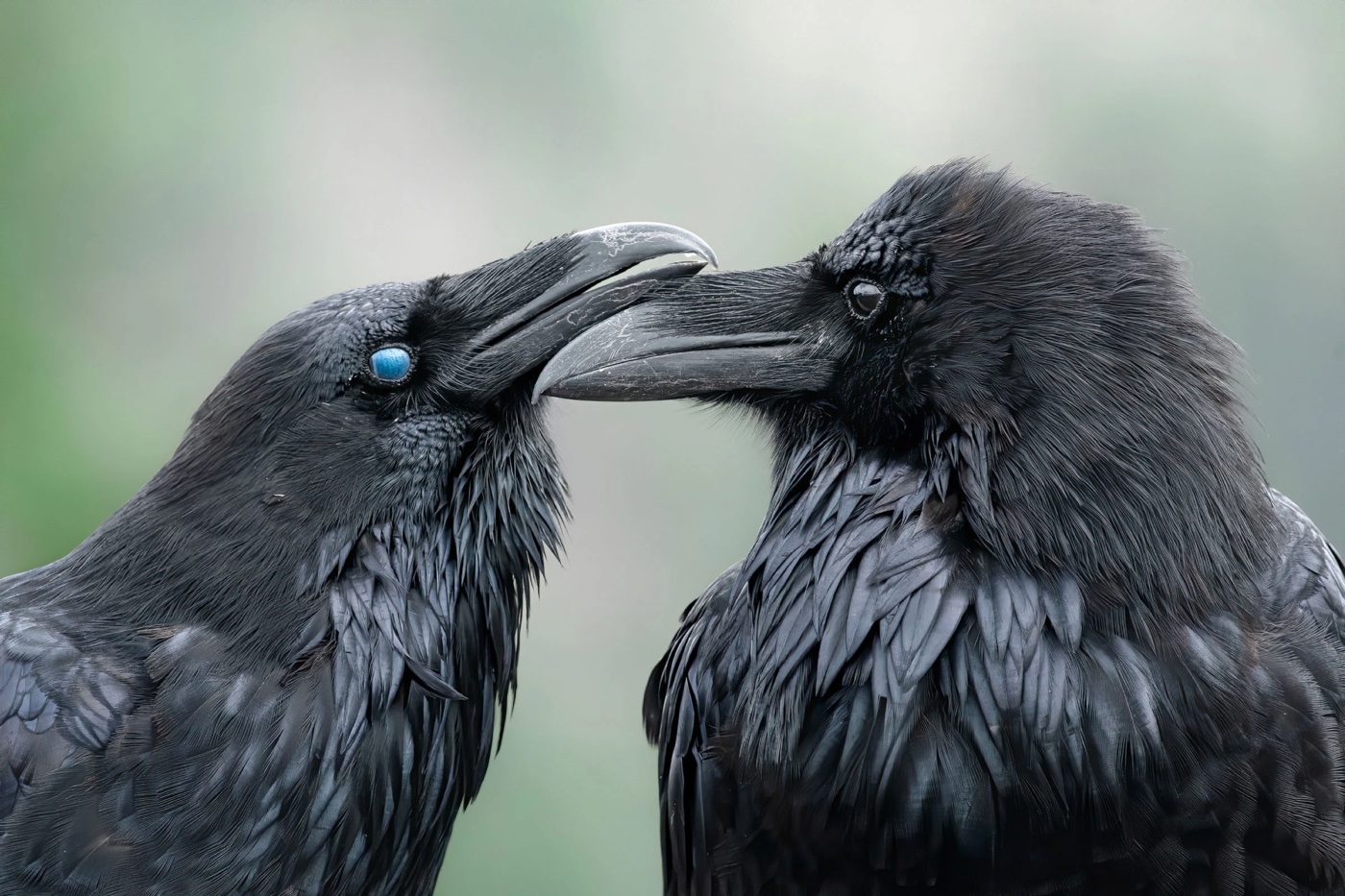 Audubon Photography Awards