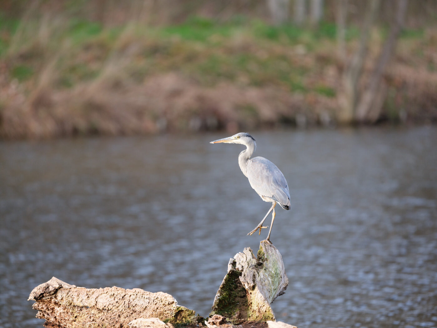 Test Fujinon GF 500 mm f/5,6 R LM OIS WR Phototrend