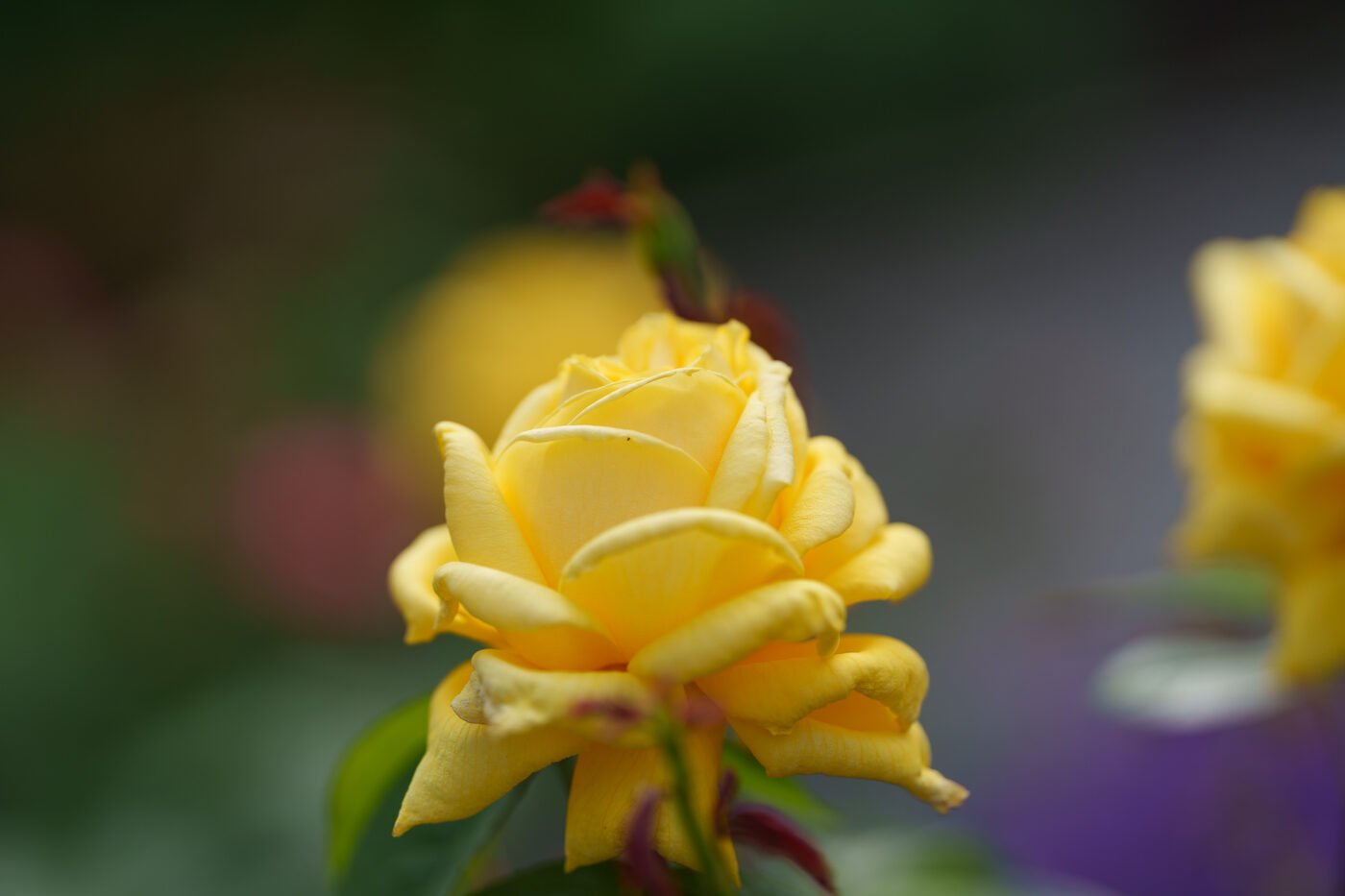 Test Viltrox AF 135 mm f/1,8 LAB Phototrend