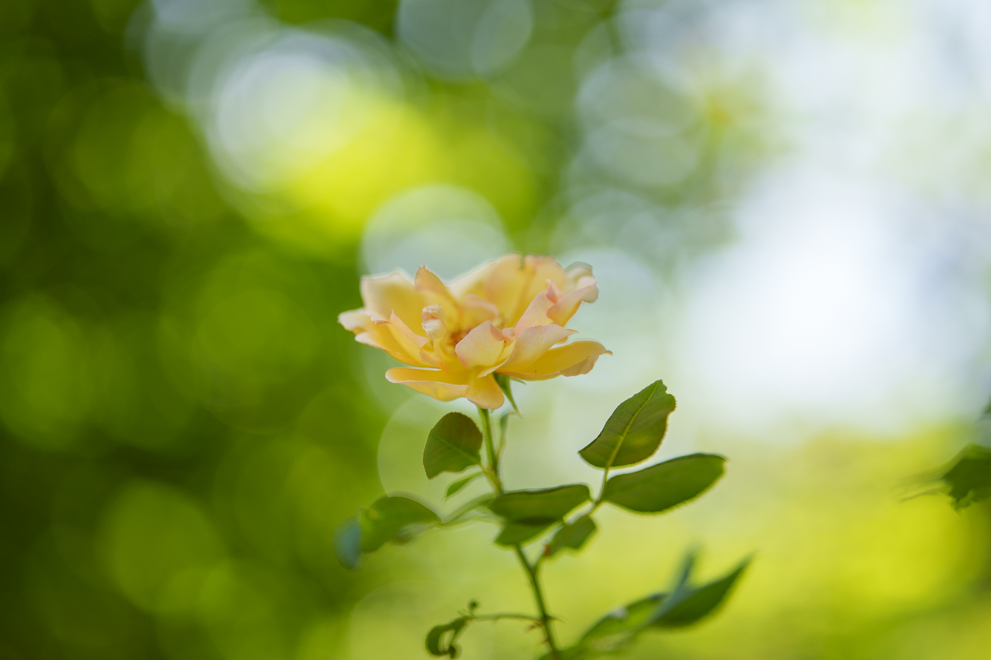 Test Samyang AF 85 mm f/1,8 P FE