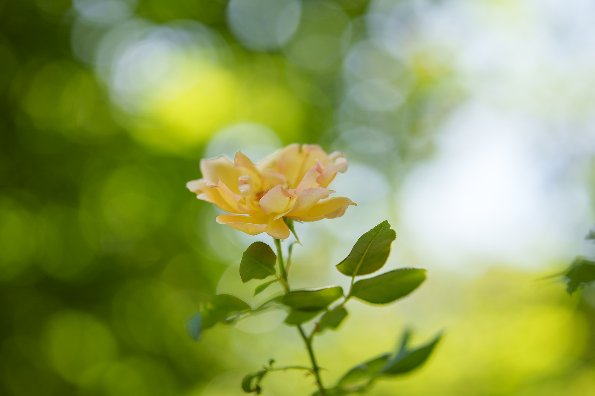 Test Samyang AF 85 mm f/1,8 P FE