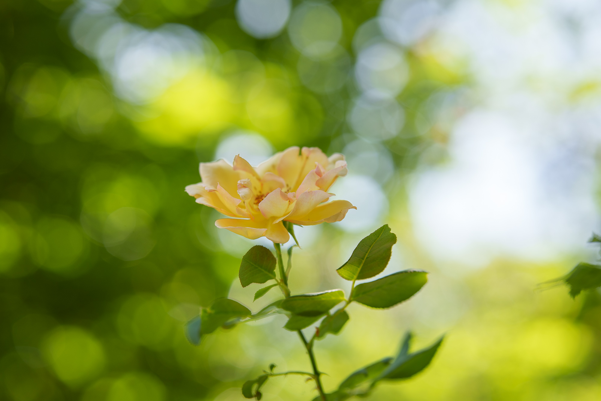 Test Samyang AF 85 mm f/1,8 P FE