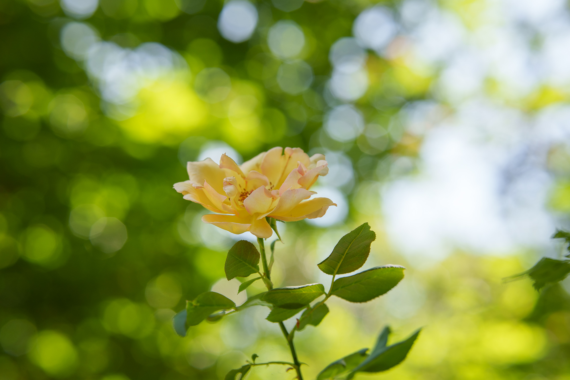 Test Samyang AF 85 mm f/1,8 P FE