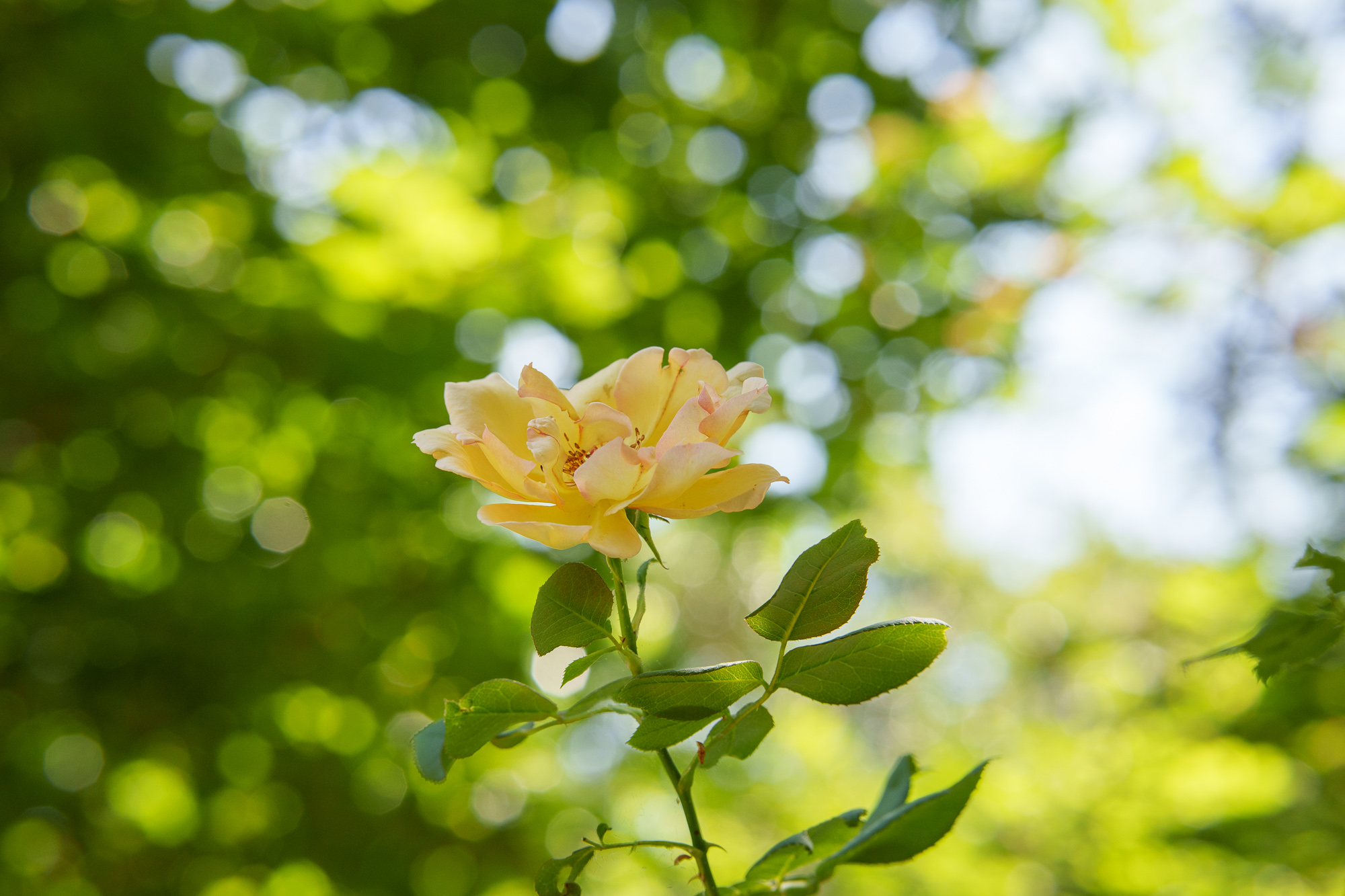 Test Samyang AF 85 mm f/1,8 P FE