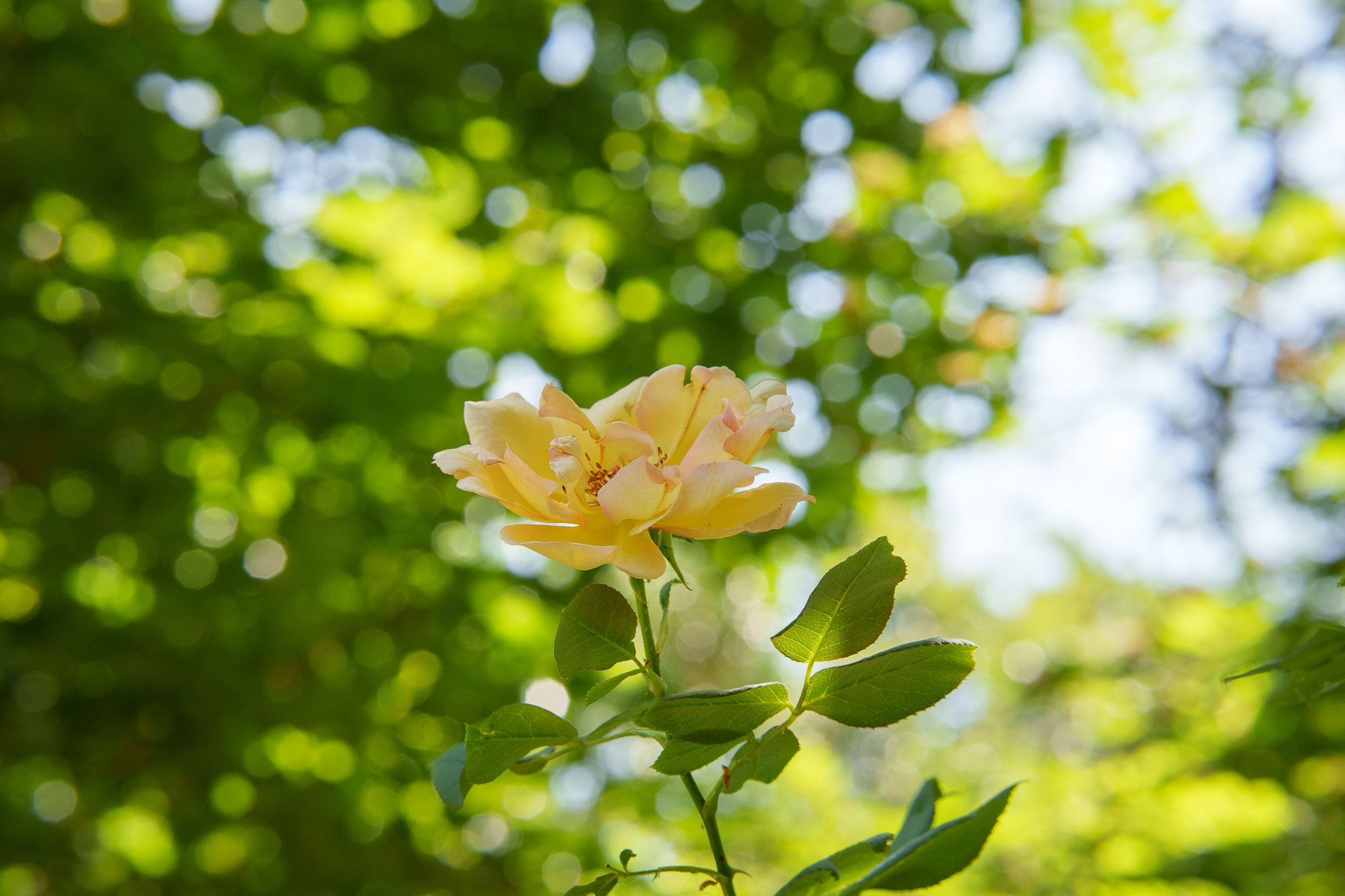 Test Samyang AF 85 mm f/1,8 P FE