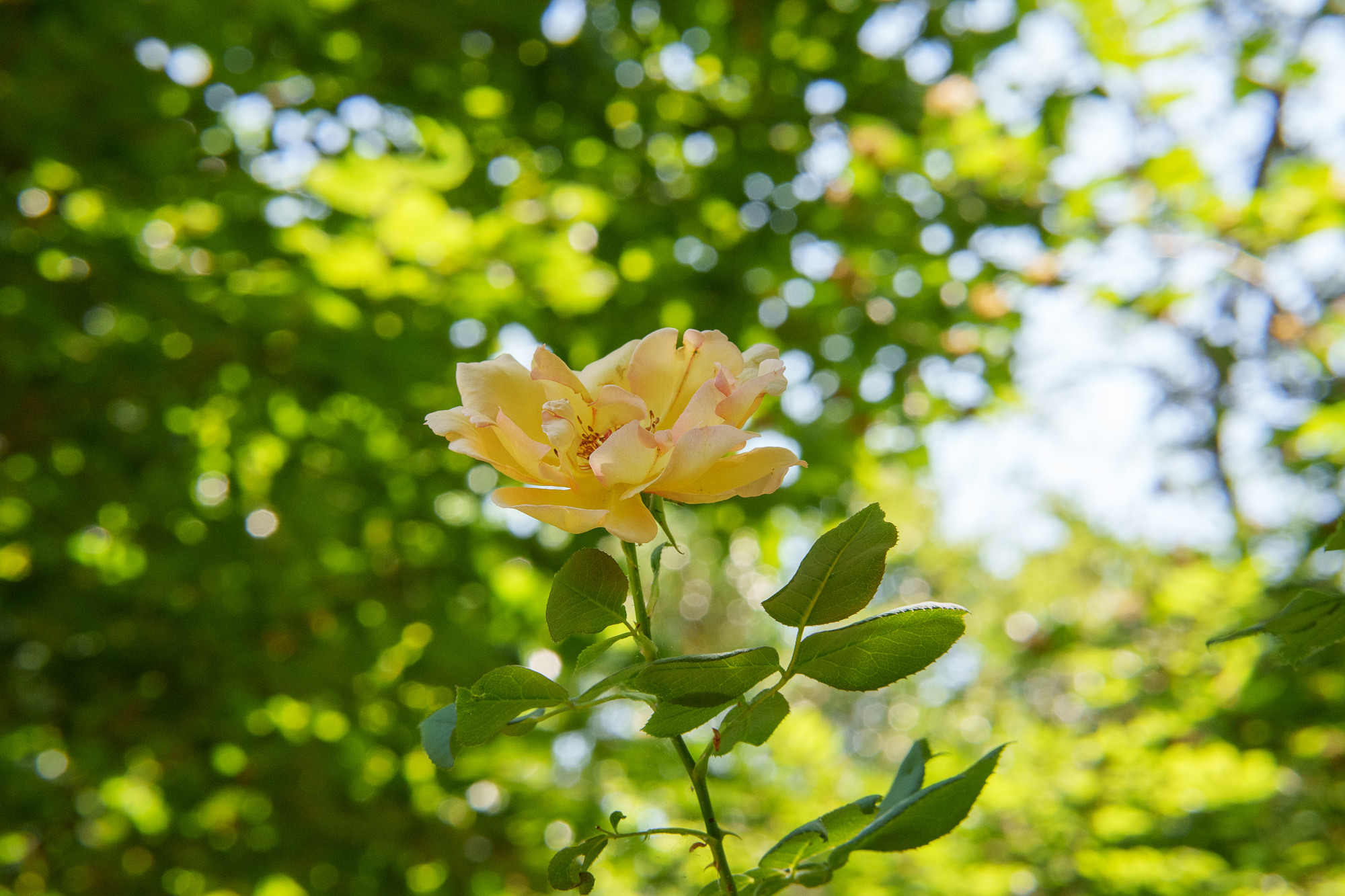 Test Samyang AF 85 mm f/1,8 P FE