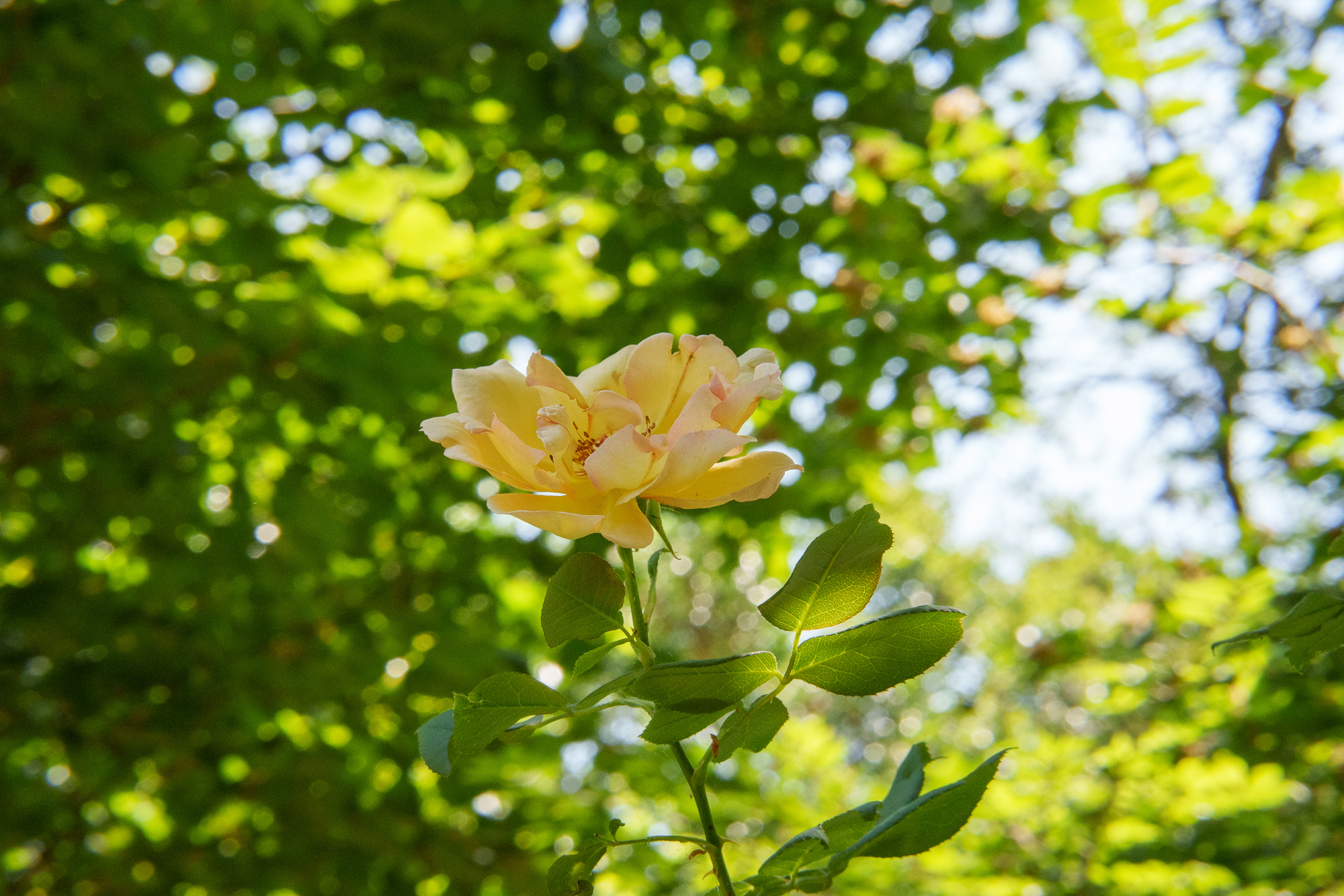Test Samyang AF 85 mm f/1,8 P FE