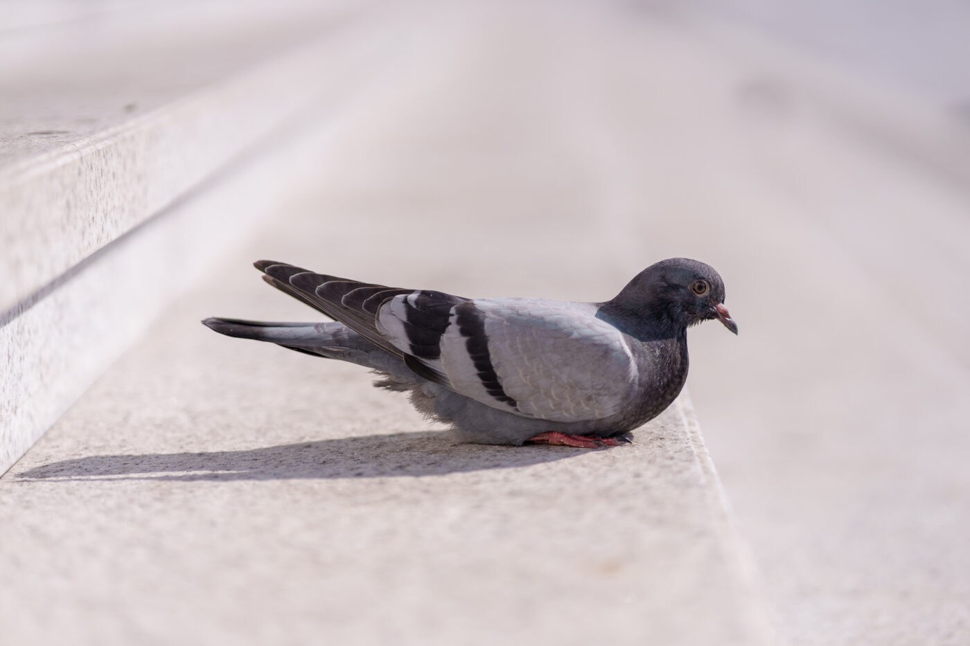 Test Samyang AF 85 mm f/1,8 P FE