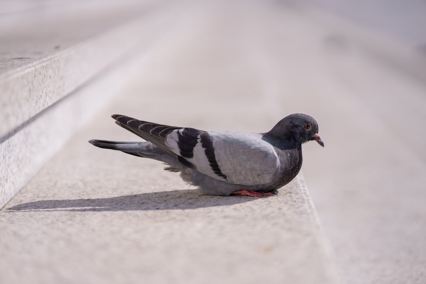 Test Samyang AF 85 mm f/1,8 P FE