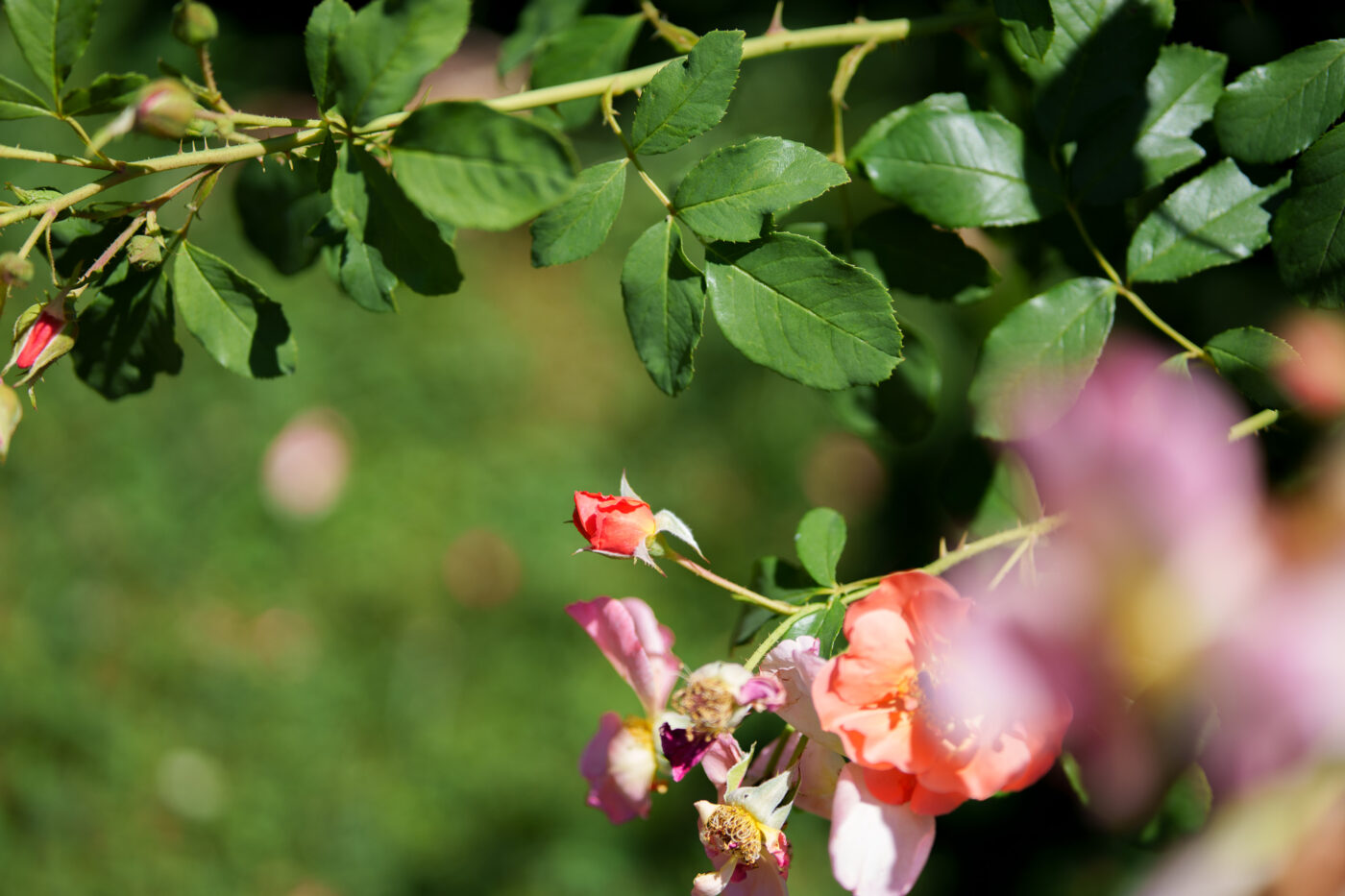 Test Samyang AF 85 mm f/1,8 P FE