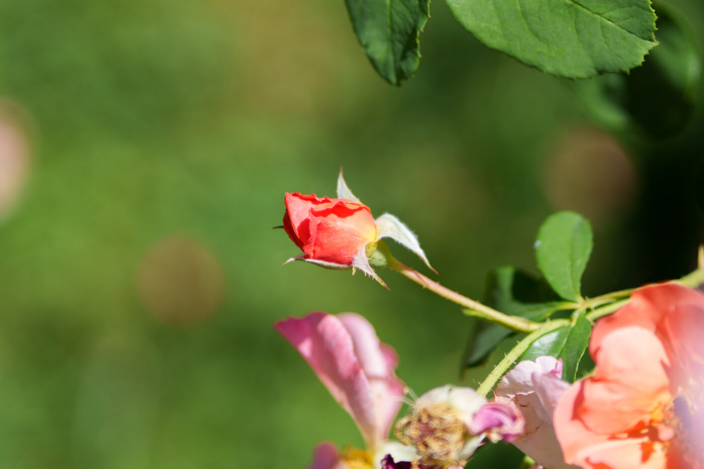 Test Samyang AF 85 mm f/1,8 P FE