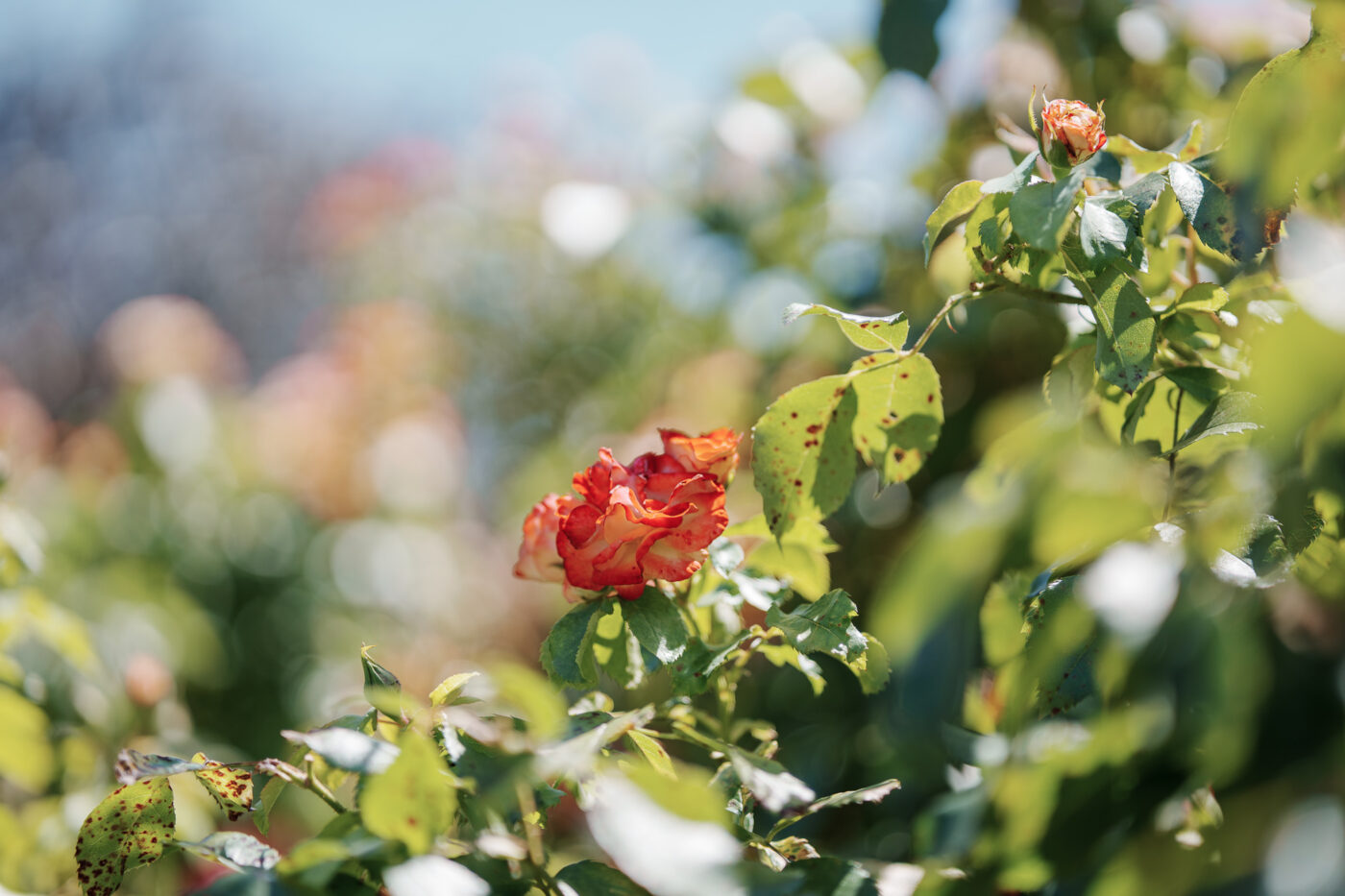 Test Samyang AF 85 mm f/1,8 P FE