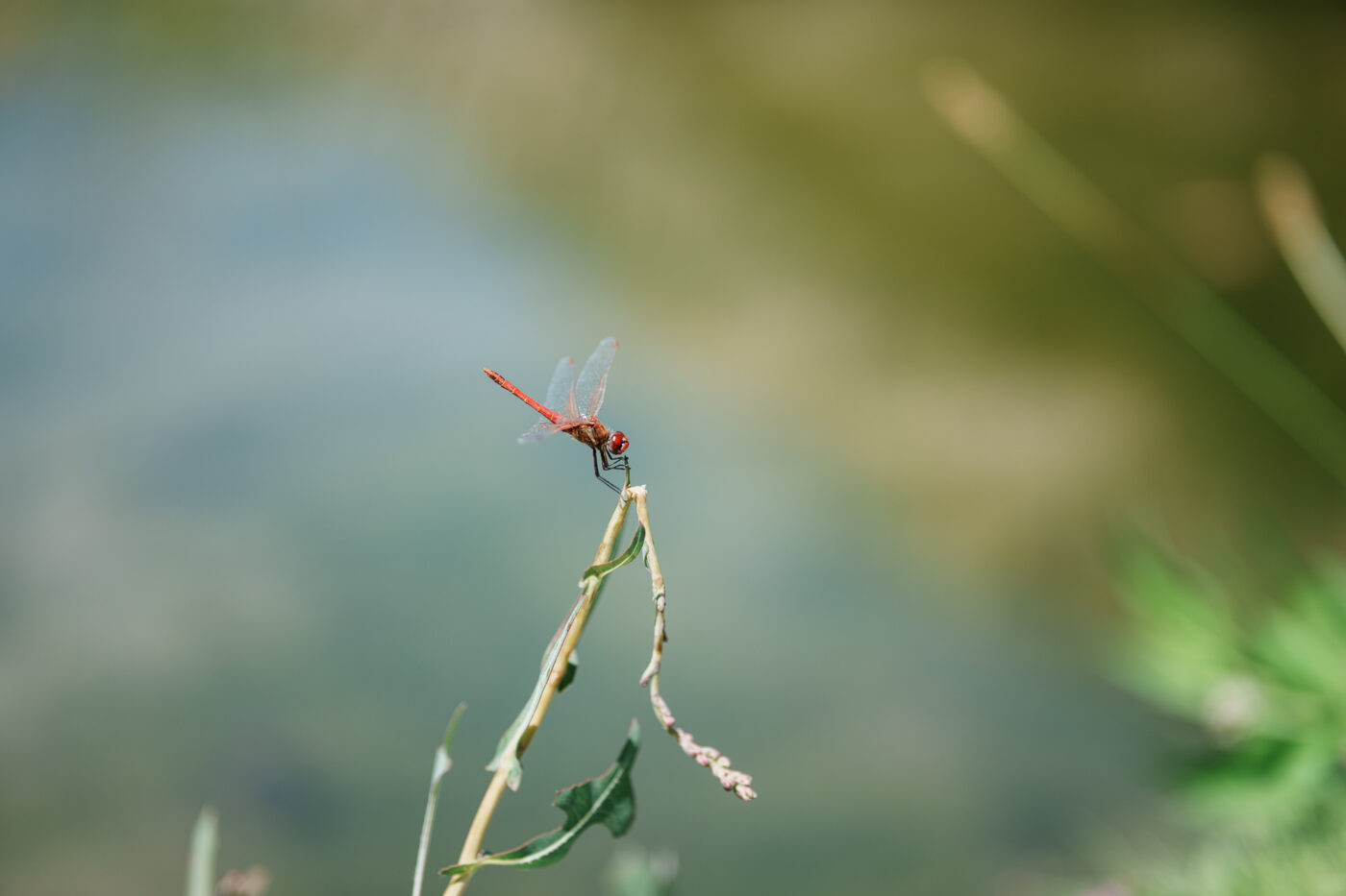 Test Samyang AF 85 mm f/1,8 P FE