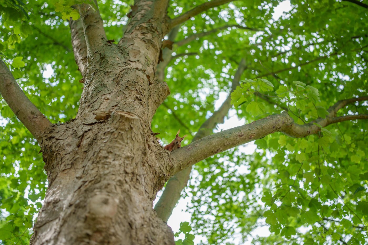 Test Viltrox AF 35 mm f/1,2 LAB FE Phototrend