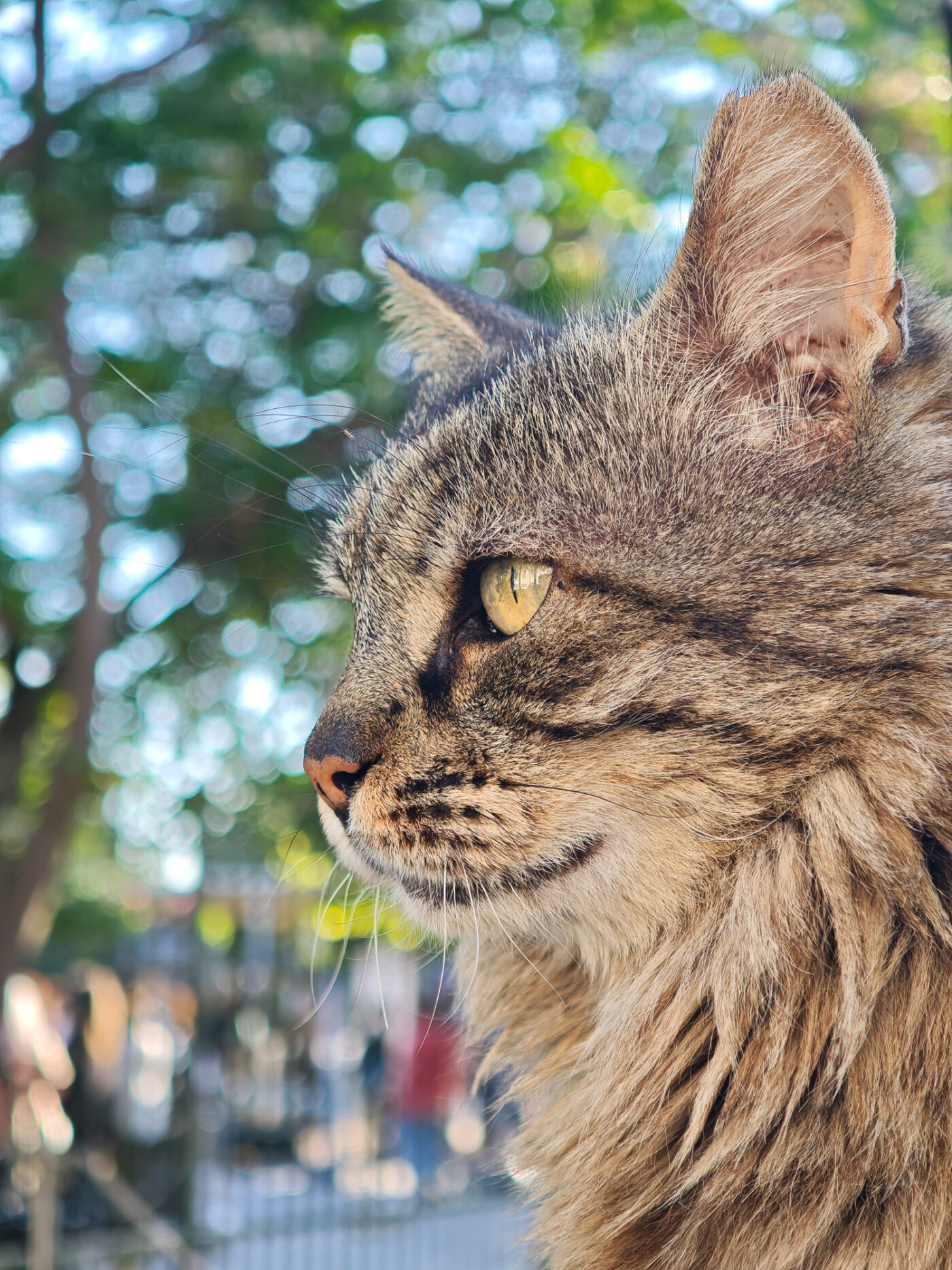 Test Xiaomi 15 Ultra Phototrend