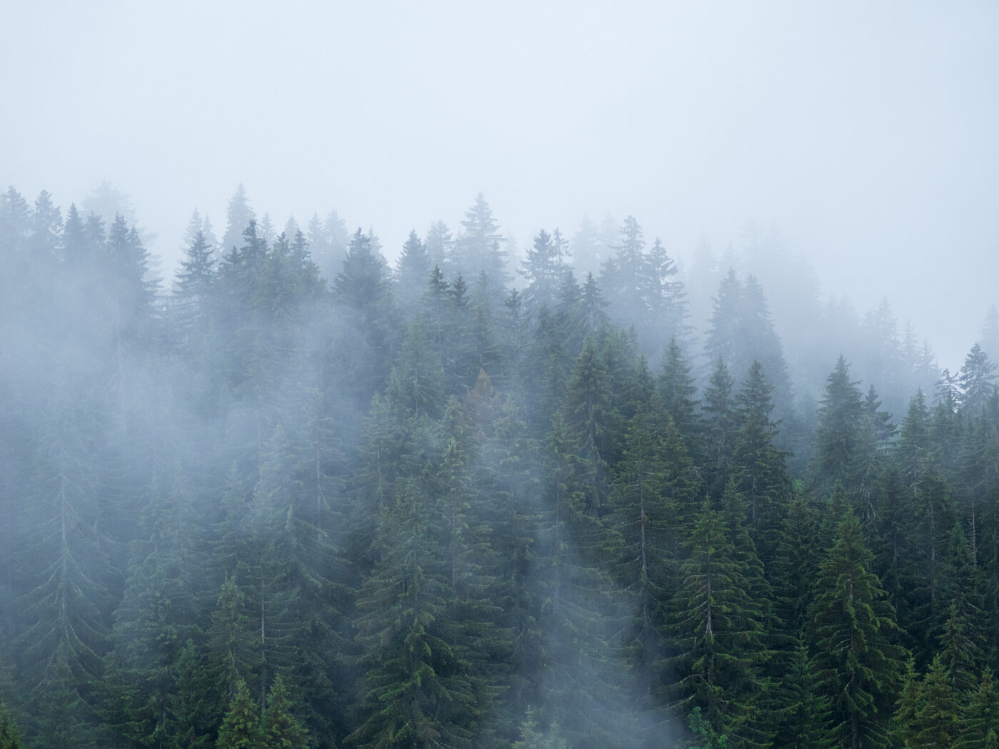 Olympus M.Zuiko Digital ED 75 mm f/1,8