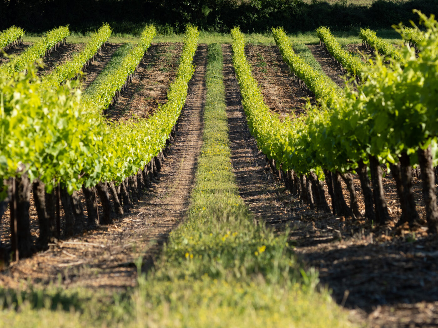 Olympus M.Zuiko Digital ED 75 mm f/1,8