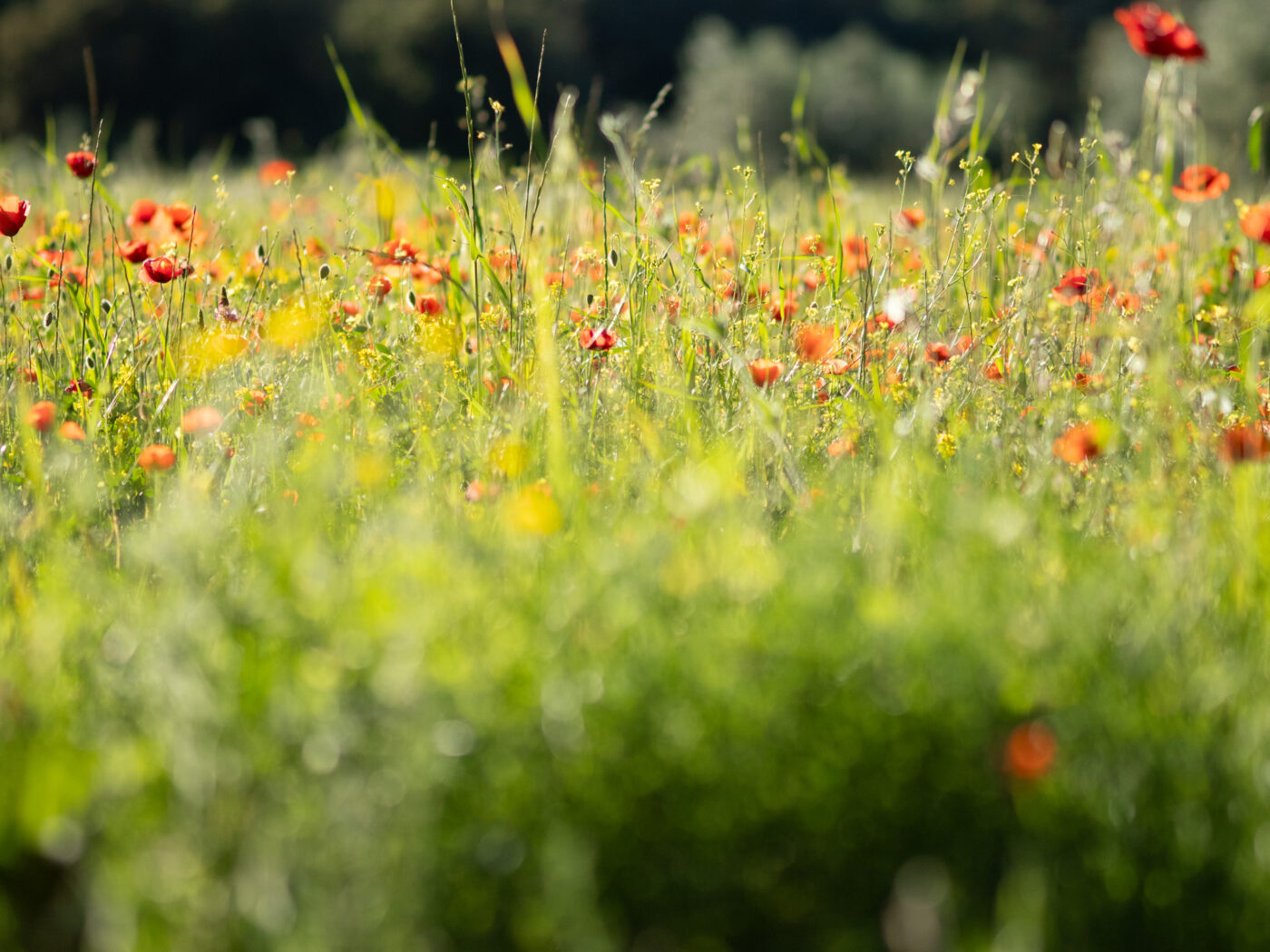 Olympus M.Zuiko Digital ED 75 mm f/1,8