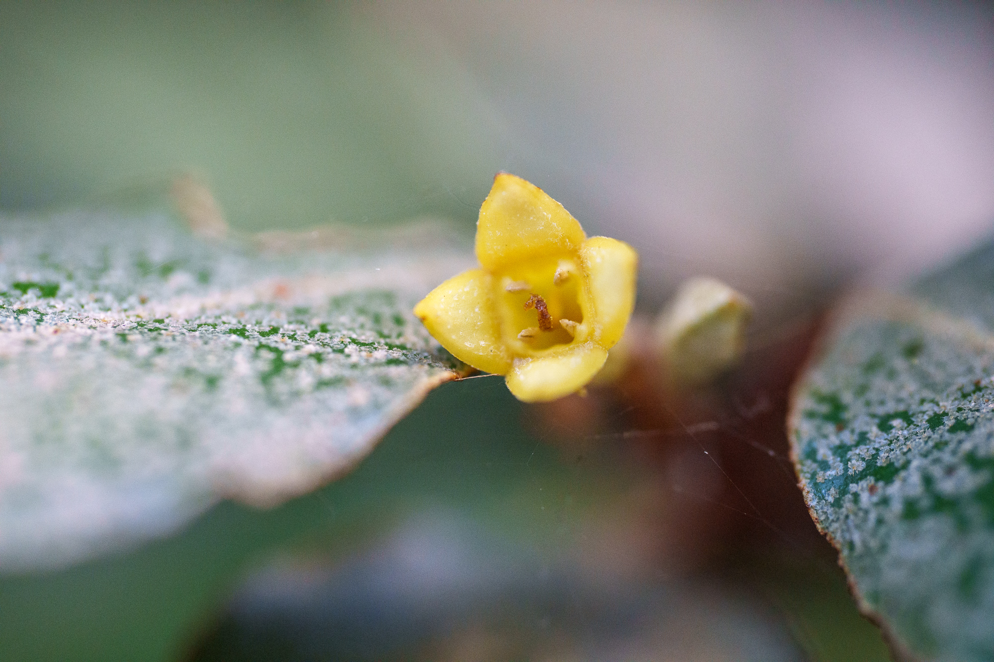 Sony FE 100 mm f/2,8 Macro GM OSS