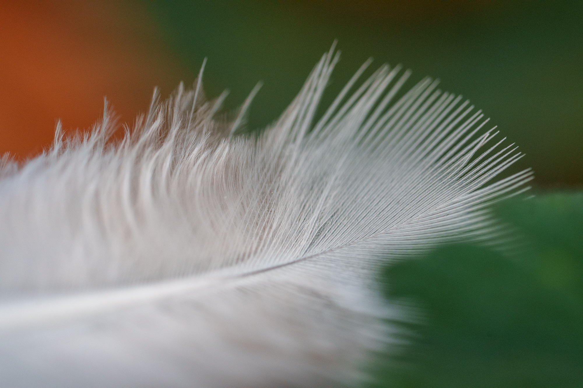 Sony FE 100 mm f/2,8 Macro GM OSS