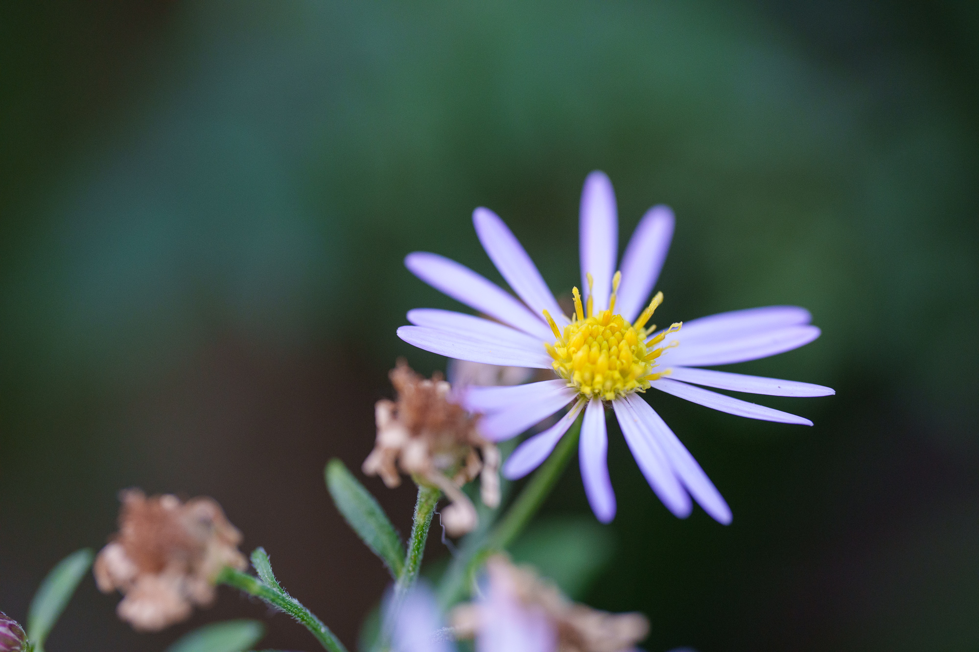 Sony FE 100 mm f/2,8 Macro GM OSS