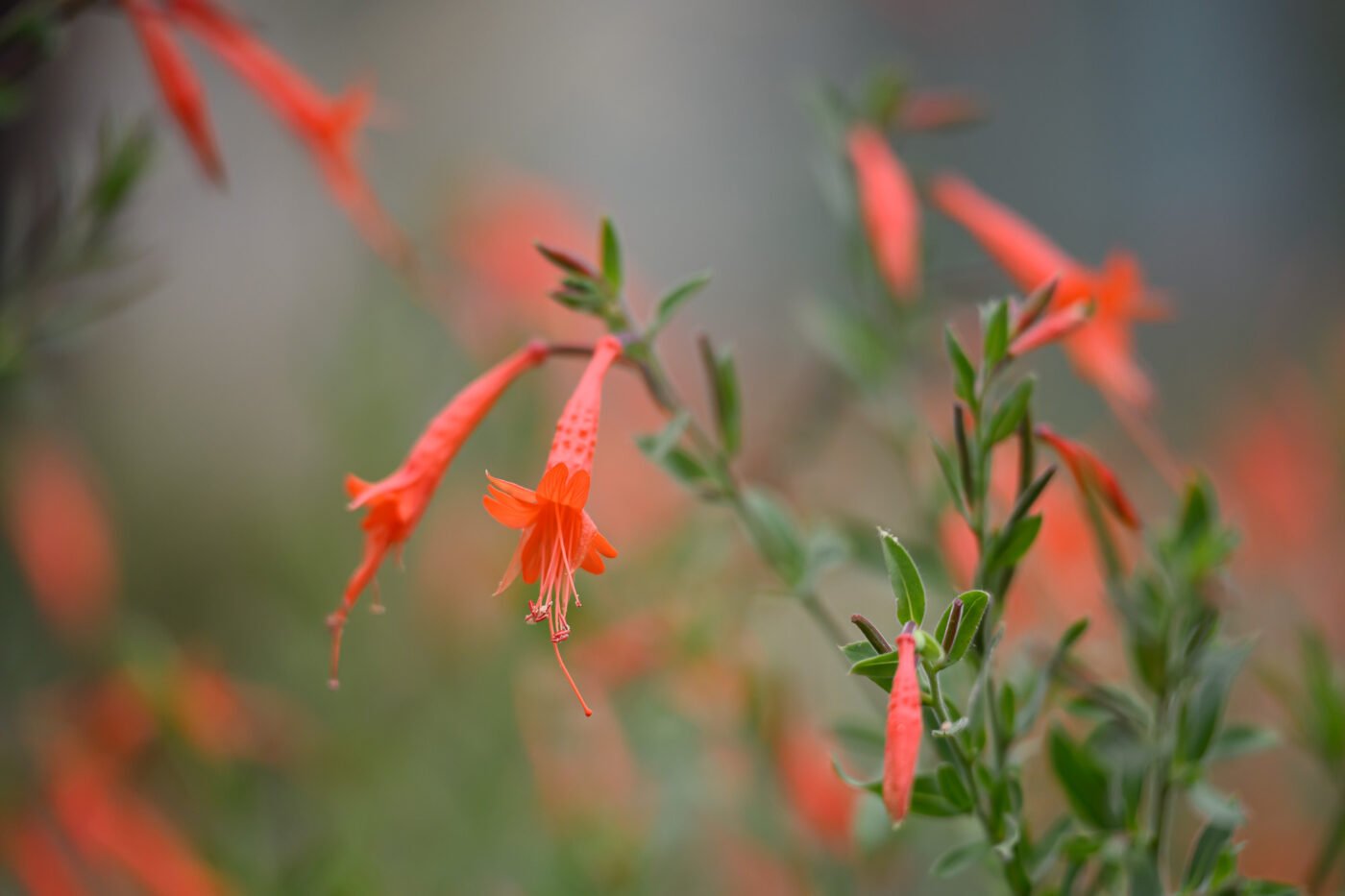 Test Tamron 70-180 mm f/2,8 Di III VC VXD G2 monture Z
