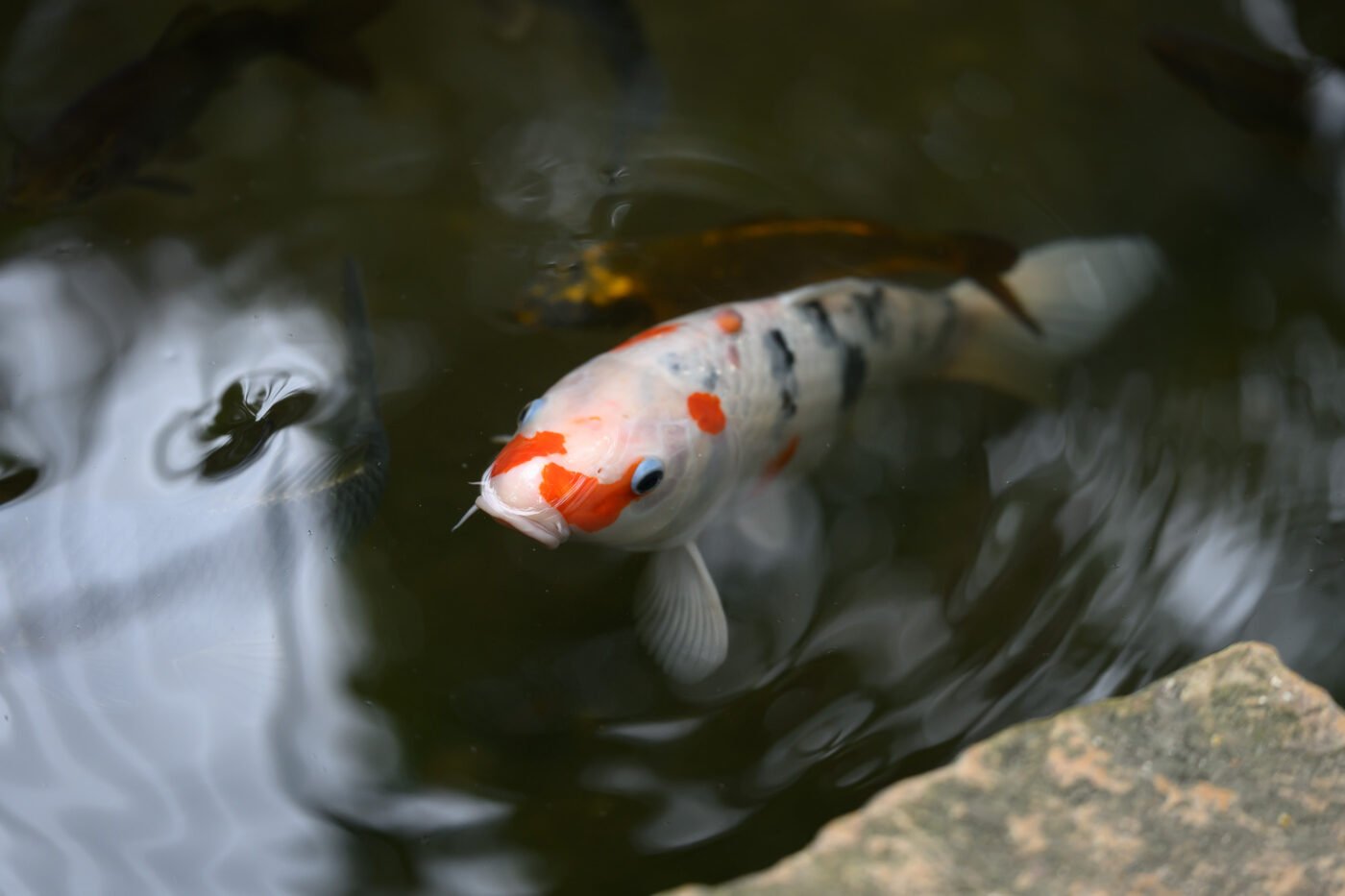 Test Tamron 70-180 mm f/2,8 Di III VC VXD G2 monture Z