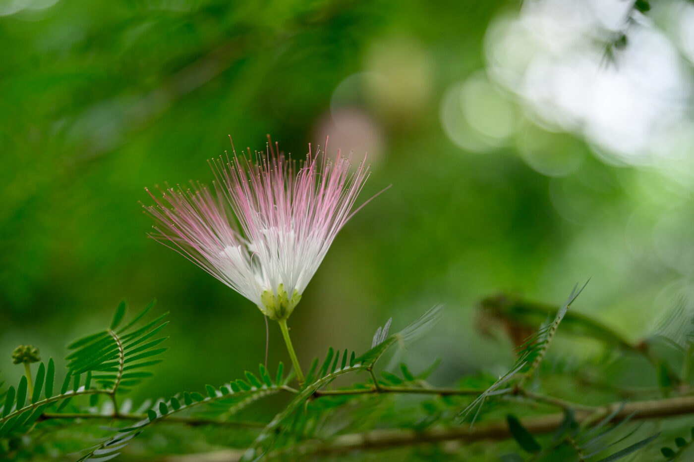 Test Tamron 70-180 mm f/2,8 Di III VC VXD G2 monture Z