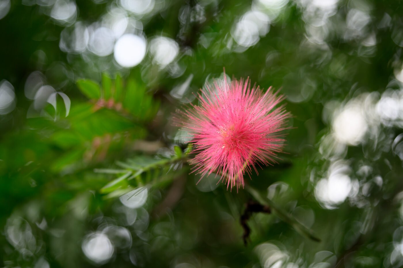 Test Tamron 70-180 mm f/2,8 Di III VC VXD G2 monture Z