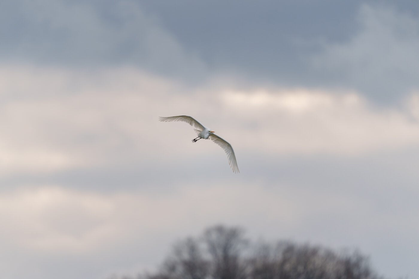 Sigma 300-600 mm f/4 DG OS Sports