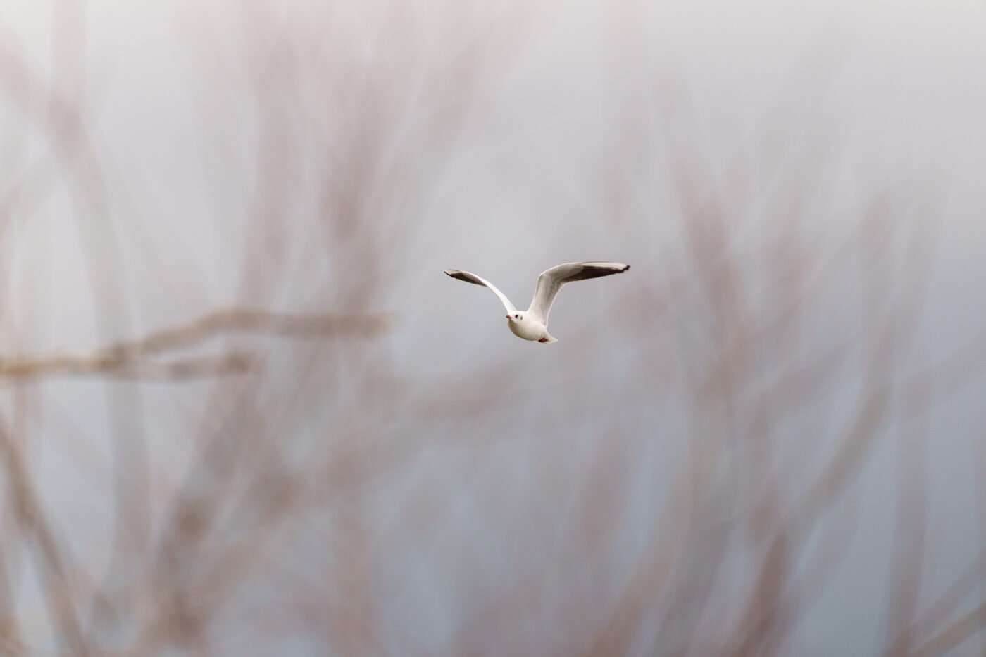 Sigma 300-600 mm f/4 DG OS Sports