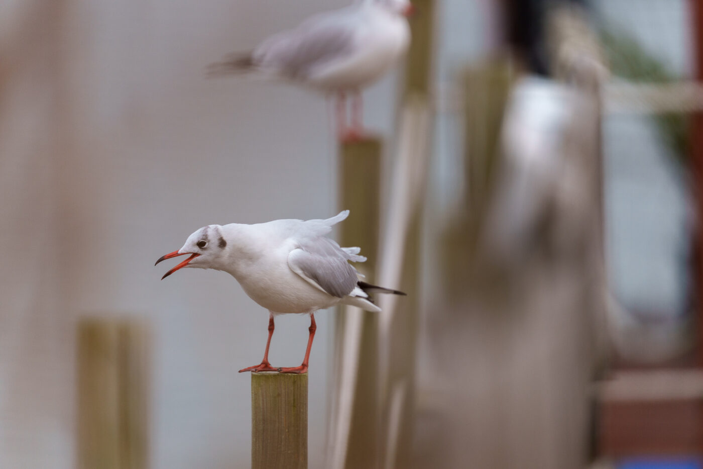 Sigma 300-600 mm f/4 DG OS Sports