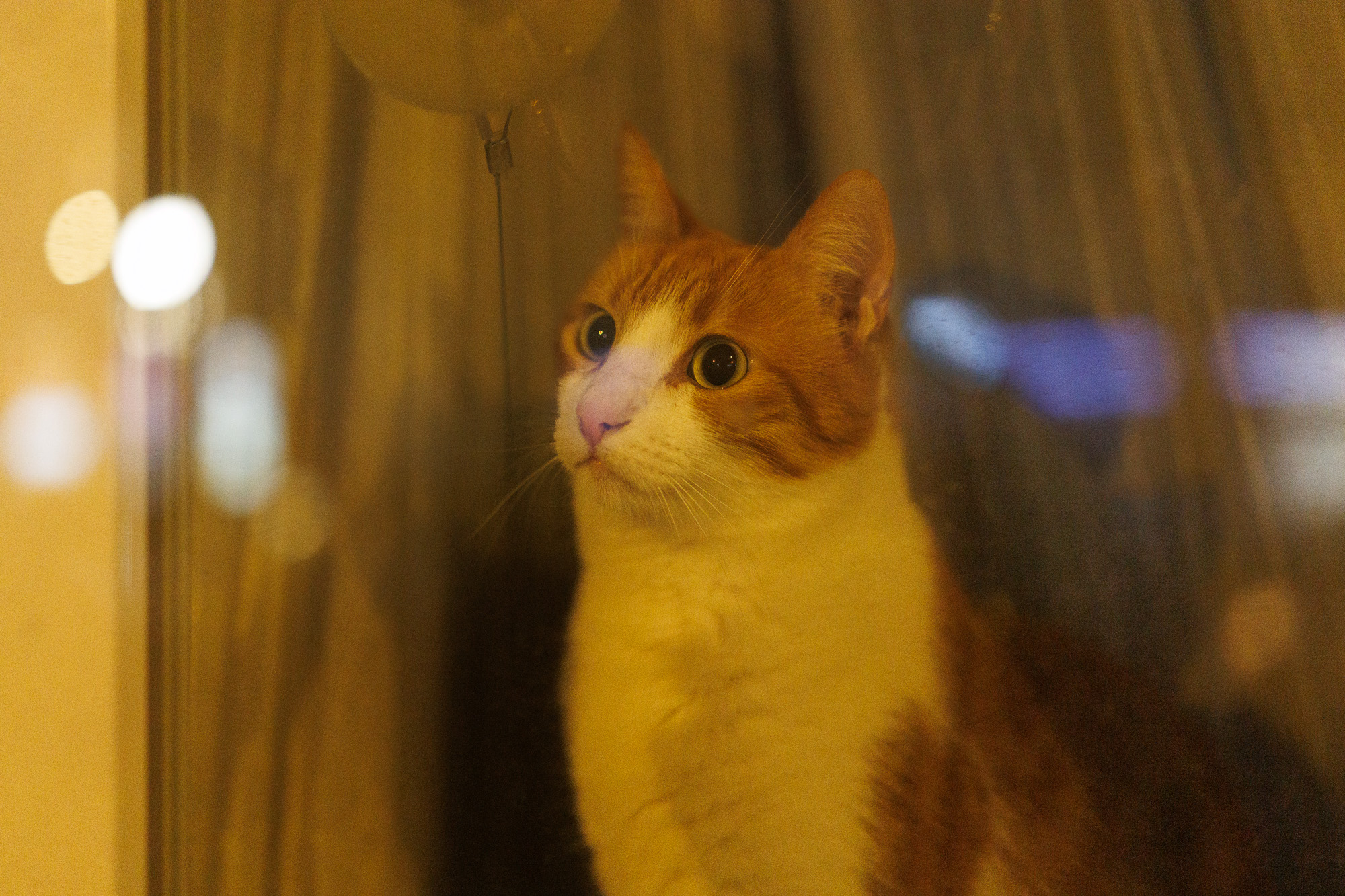 Test Canon EOS R6 Mark III Phototrend