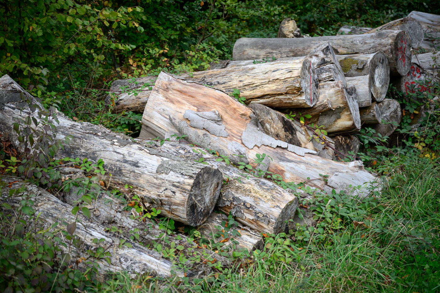 Test Nikkor Z 24-70 mm f/2,8 S II Phototrend