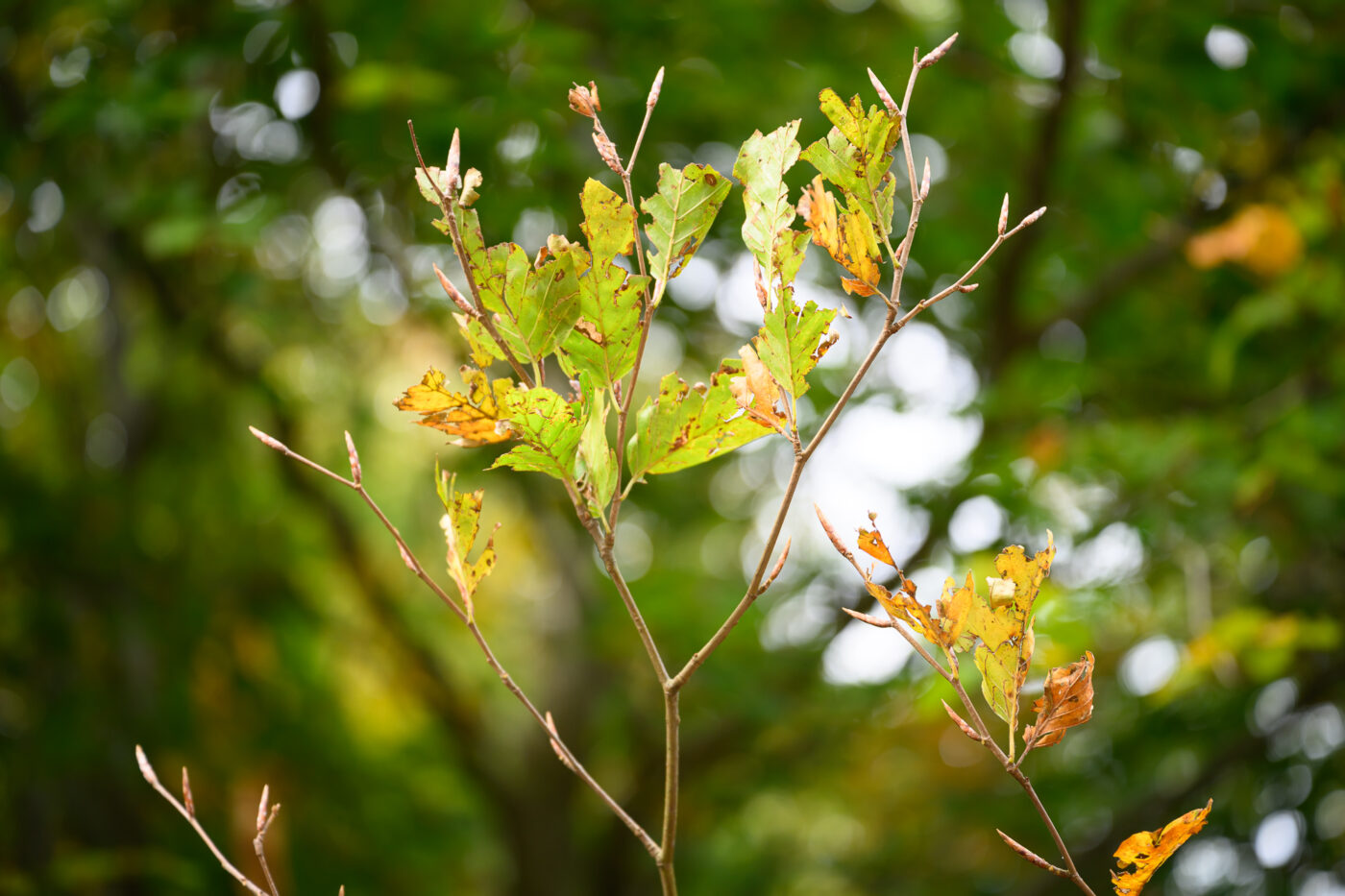 Test Nikkor Z 24-70 mm f/2,8 S II Phototrend