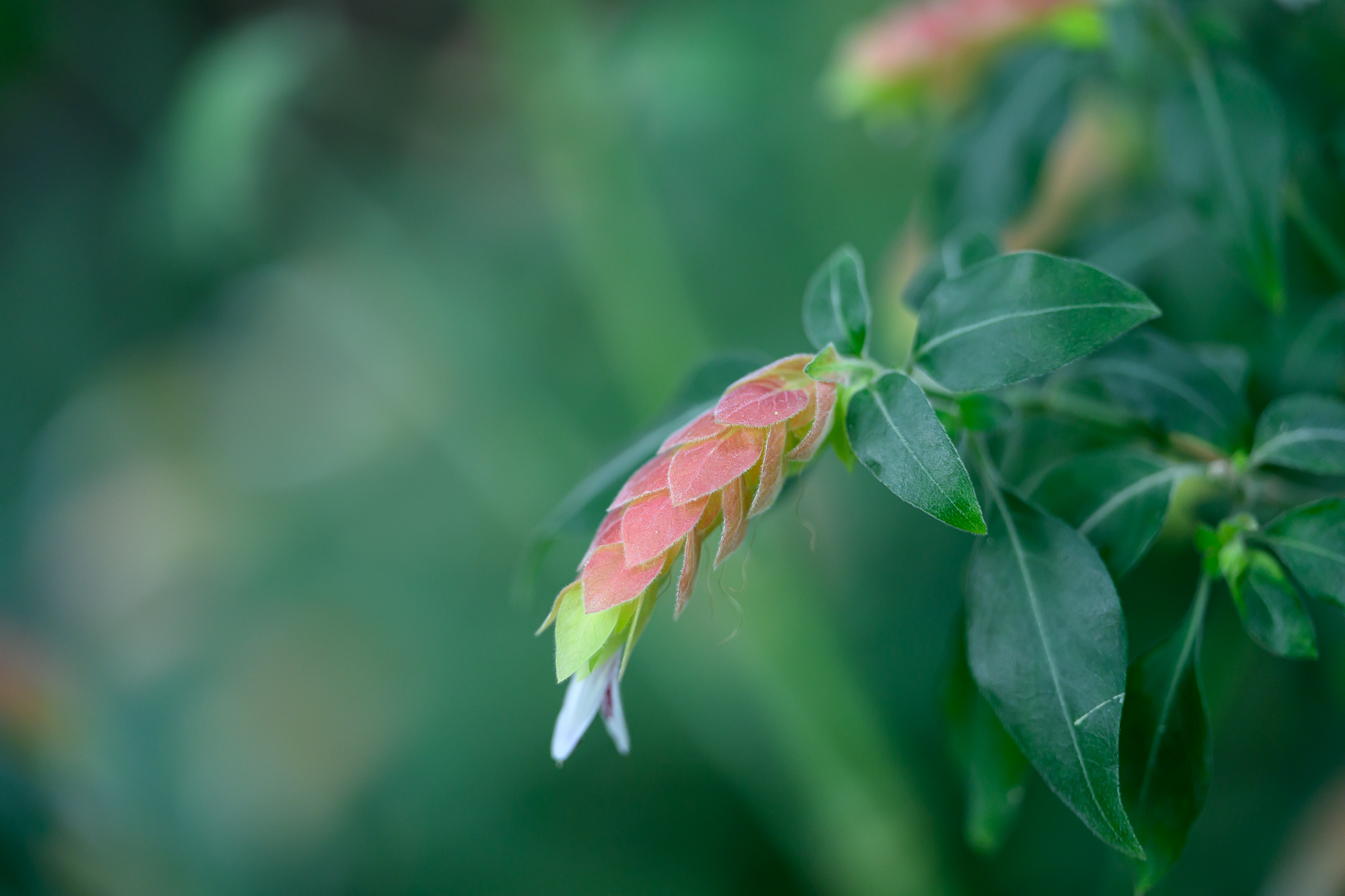 Test Nikkor Z 70-200 mm f/2,8 VR S II