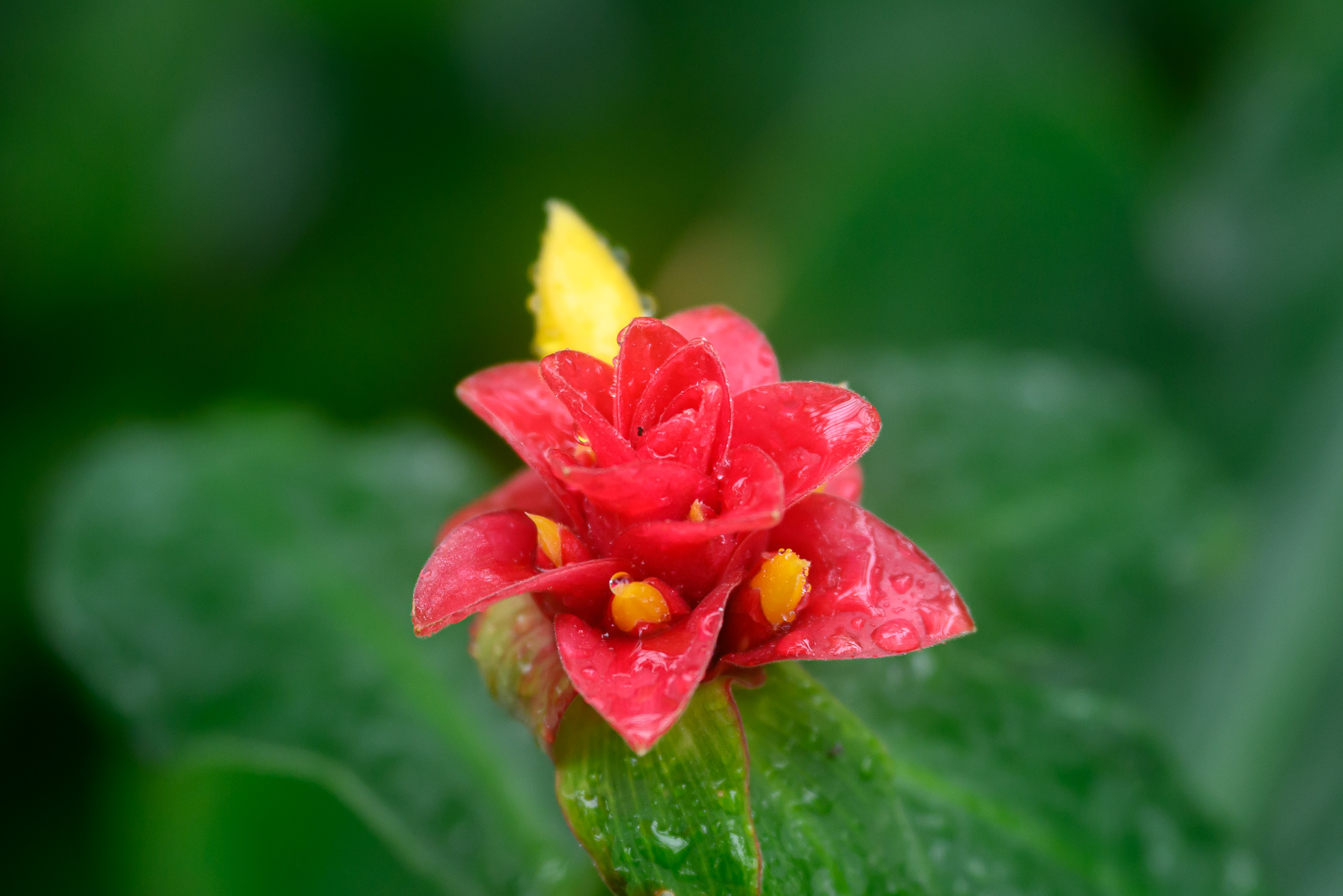 Test Nikkor Z 70-200 mm f/2,8 VR S II