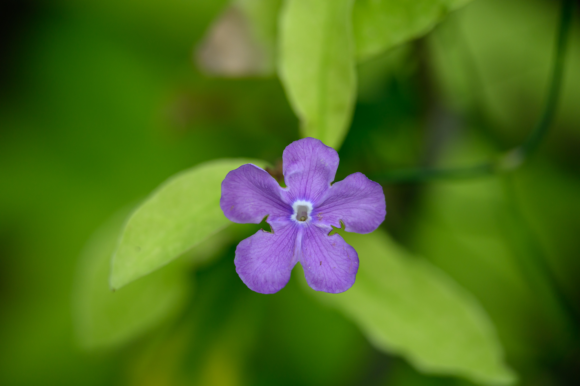 Test Nikkor Z 70-200 mm f/2,8 VR S II