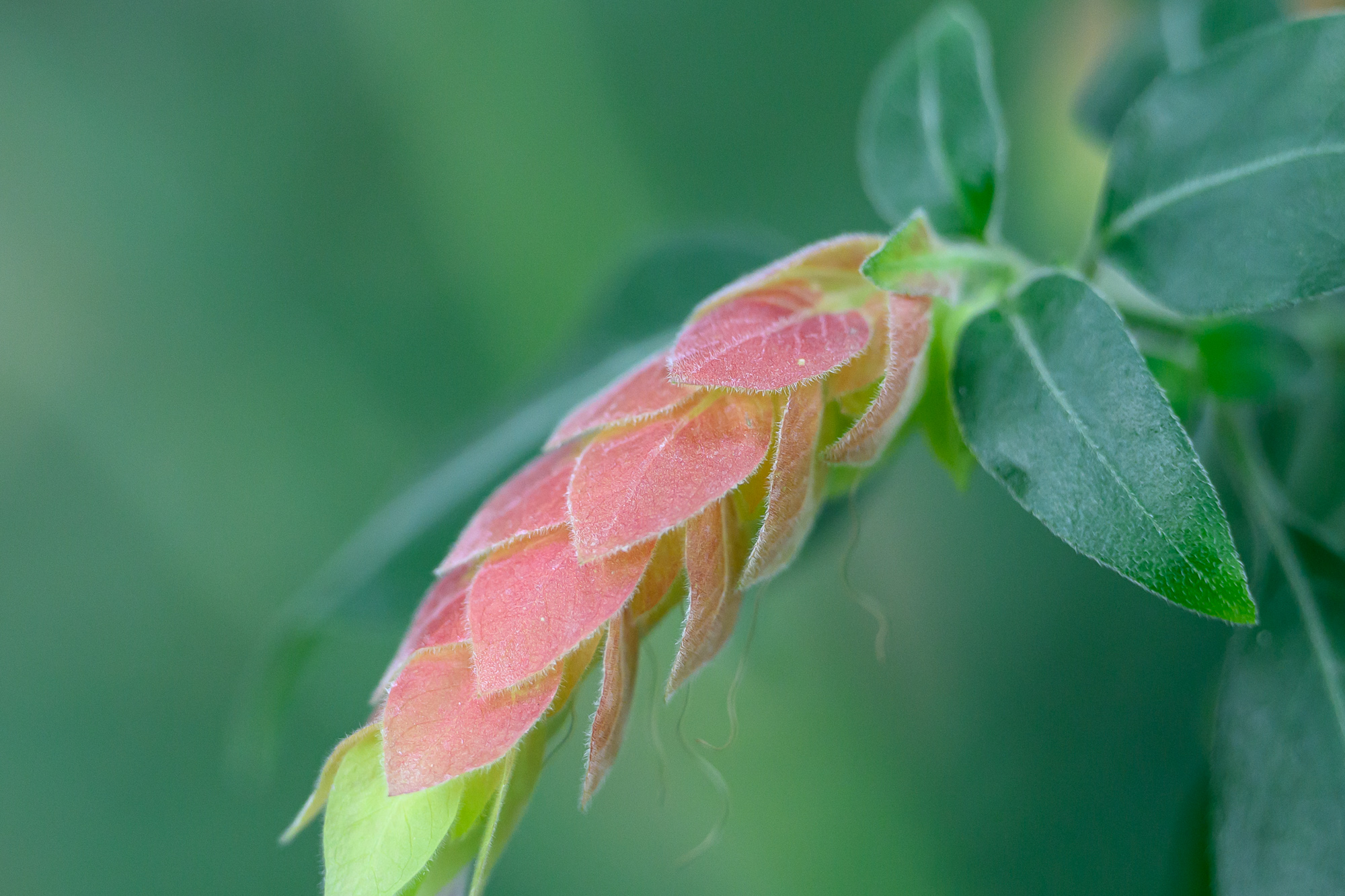 Test Nikkor Z 70-200 mm f/2,8 VR S II