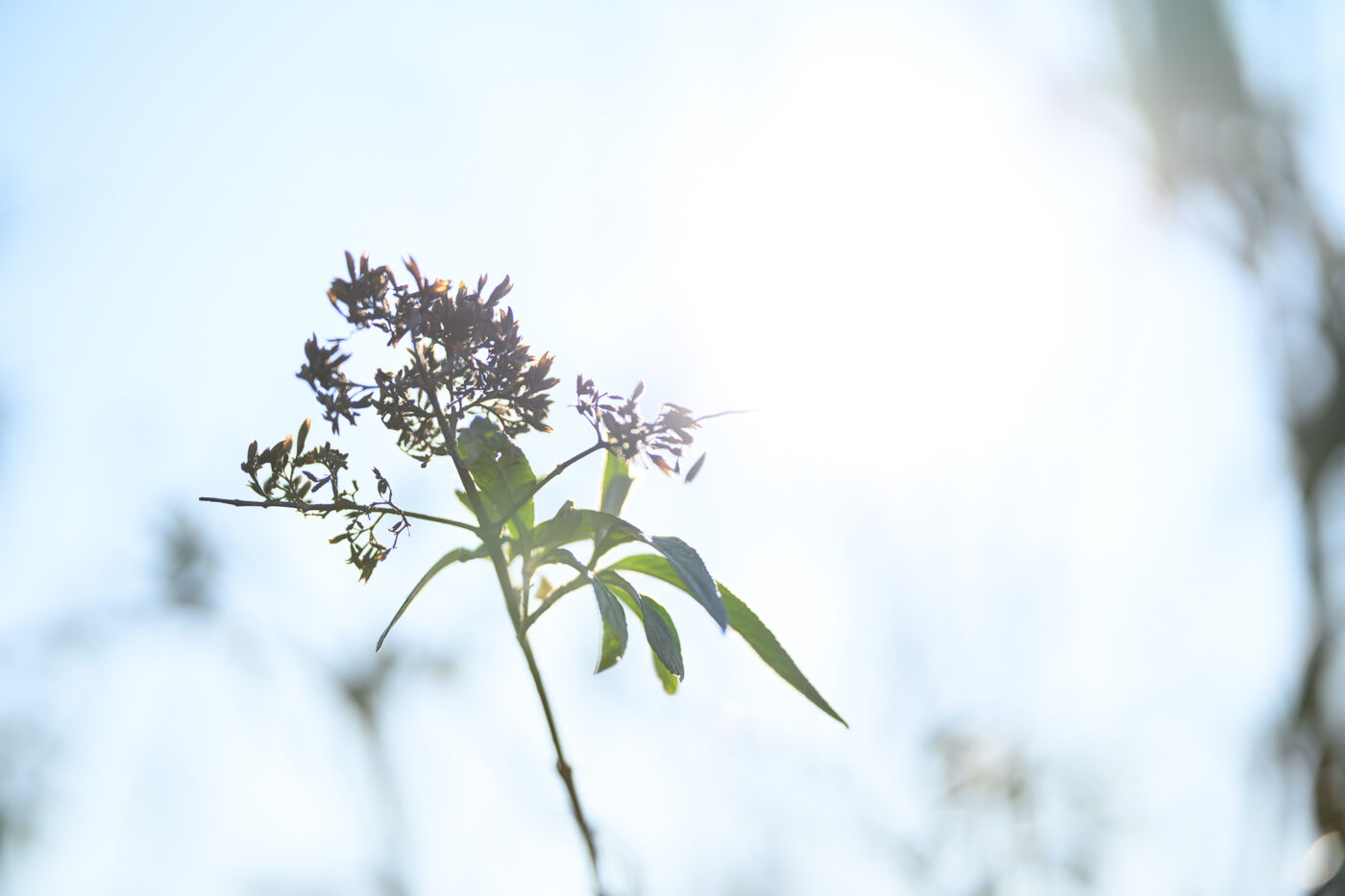 Test Viltrox AF 85 mm f/2 Evo