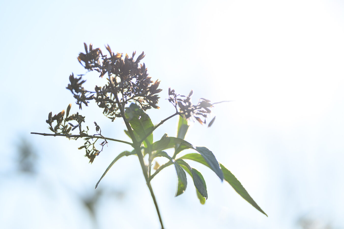 Test Viltrox AF 85 mm f/2 Evo