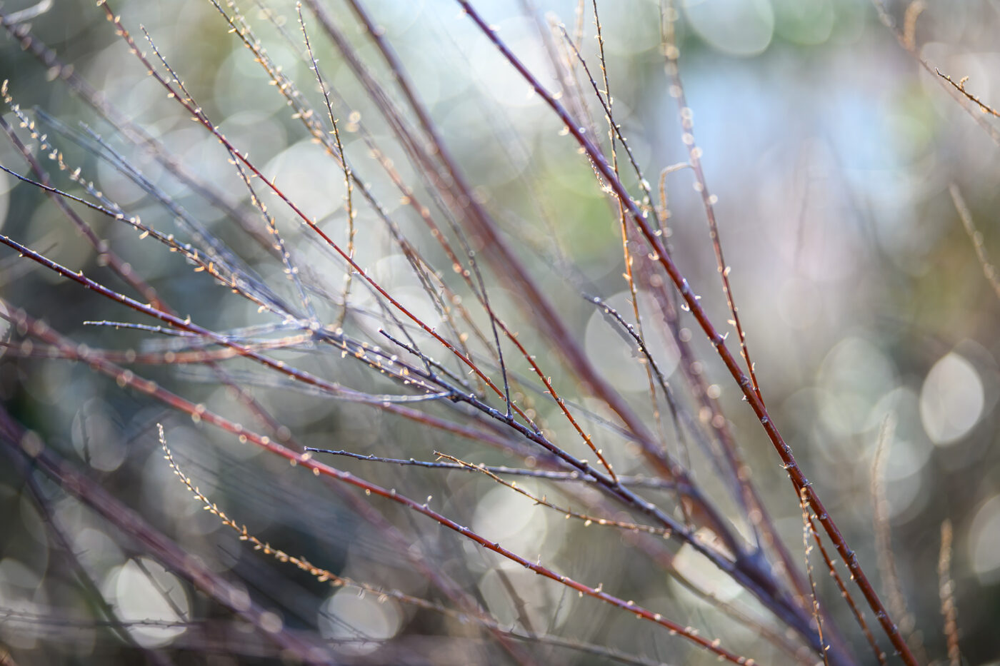 Test Viltrox AF 85 mm f/2 Evo