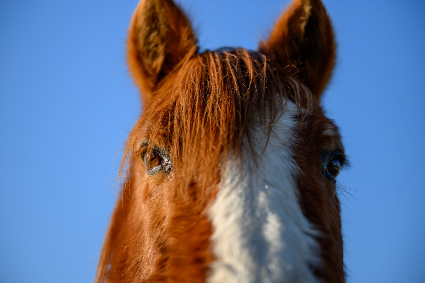 Test Viltrox AF 85 mm f/2 Evo